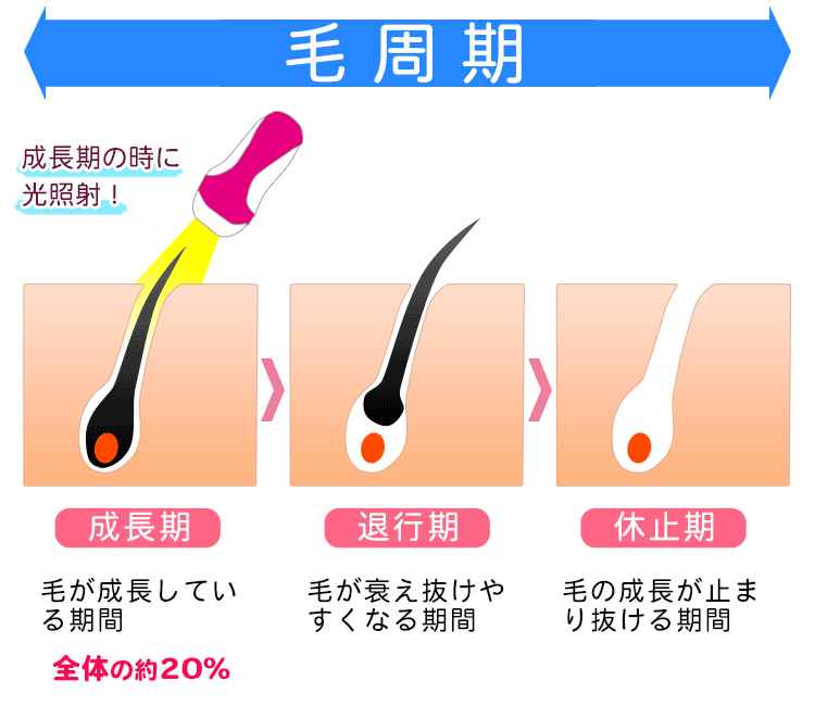 顔うぶ毛の毛周期